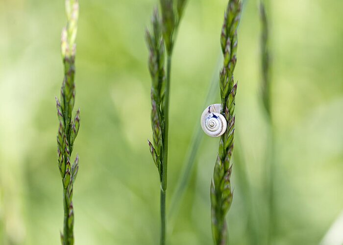 Snail Greeting Card featuring the photograph Snail on Grass #4 by Nailia Schwarz