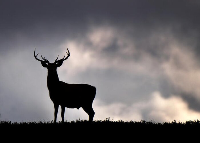 Stag Silhouette Greeting Card featuring the photograph Stag Silhouette #4 by Gavin Macrae