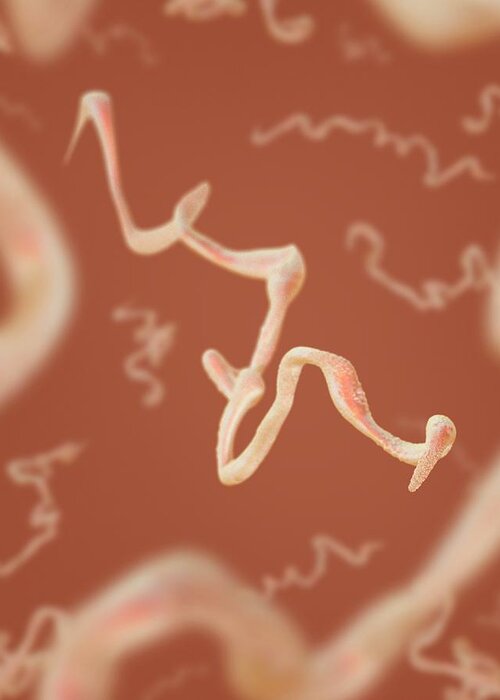 Nobody Greeting Card featuring the photograph Syphilis Bacteria #4 by Tim Vernon