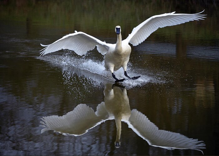 Swans Greeting Card featuring the photograph Trumpeter swan #4 by Brian Stevens
