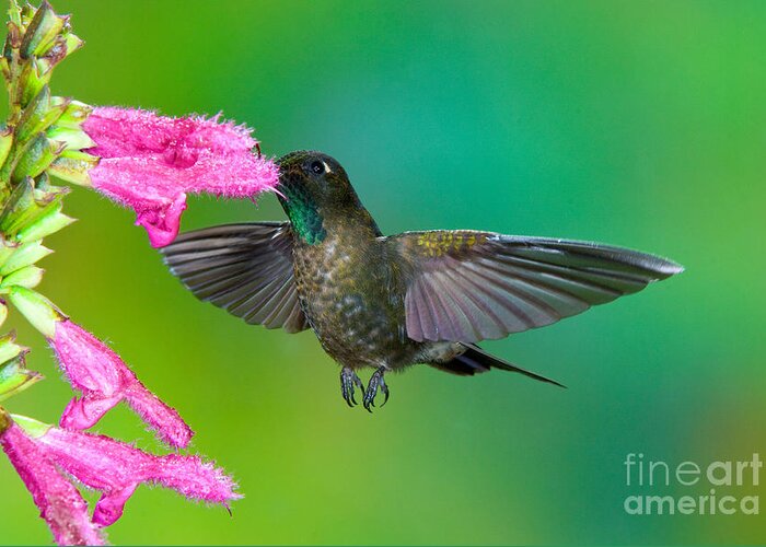 Animal Greeting Card featuring the photograph Tyrian Metaltail #4 by Anthony Mercieca