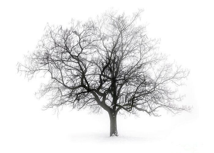 Tree Greeting Card featuring the photograph Lone winter tree in fog by Elena Elisseeva