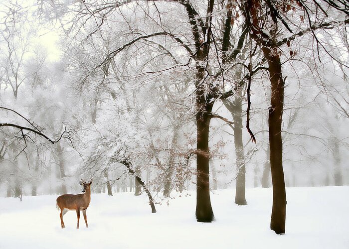 Winter Greeting Card featuring the photograph Winter's Breath by Jessica Jenney