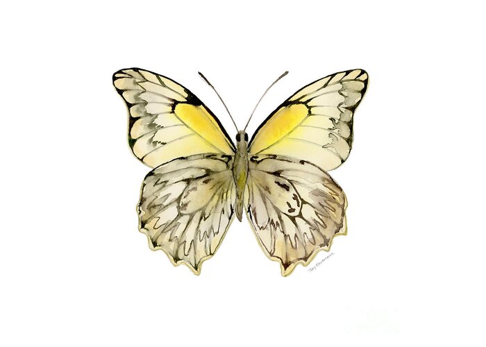 Hesperocharia Greeting Card featuring the painting 44 Hesperocharia Graphite Butterfly by Amy Kirkpatrick