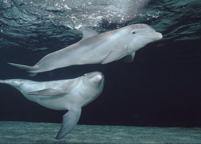 Feb0514 Greeting Card featuring the photograph Bottlenose Dolphin Pair Hawaii #5 by Flip Nicklin