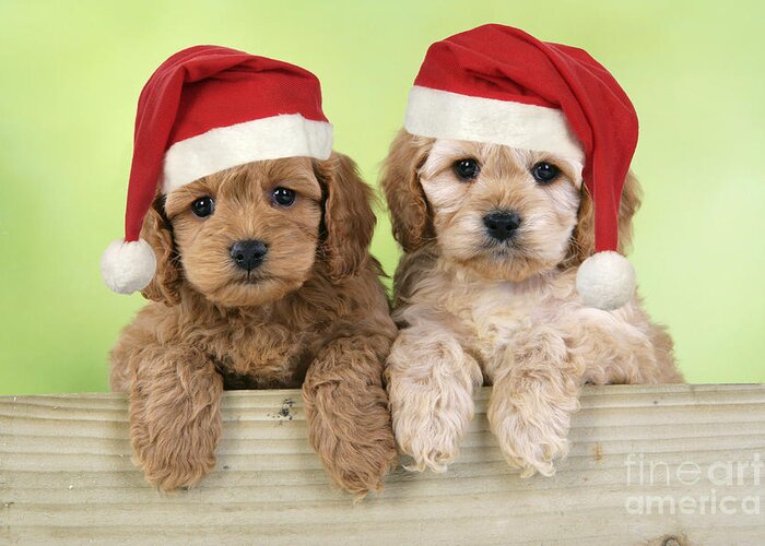 Dog Greeting Card featuring the photograph Cockapoo Puppy Dogs #5 by John Daniels