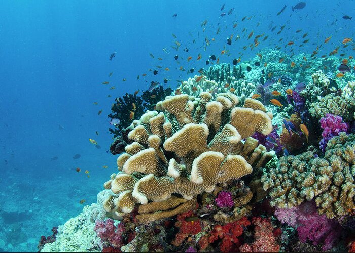 Biodiversity Greeting Card featuring the photograph Coral Reef Diversity, Fiji #5 by Pete Oxford