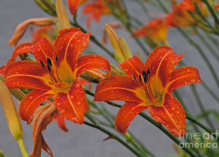 Day Lilly Greeting Card featuring the photograph Day Lilly by William Norton