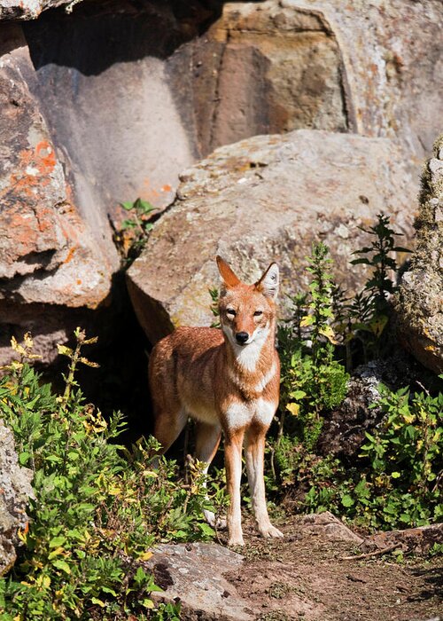 Abyssinia Greeting Card featuring the photograph Ethiopian Wolf (canis Simensis #5 by Martin Zwick