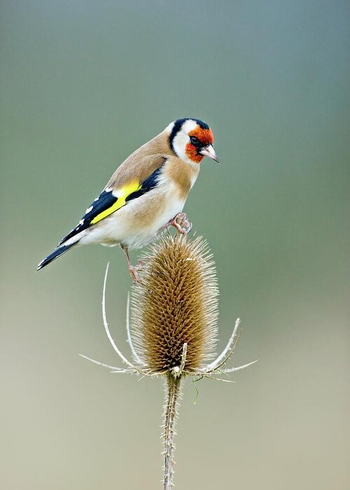European Goldfinch Greeting Card featuring the photograph European Goldfinch #5 by John Devries/science Photo Library