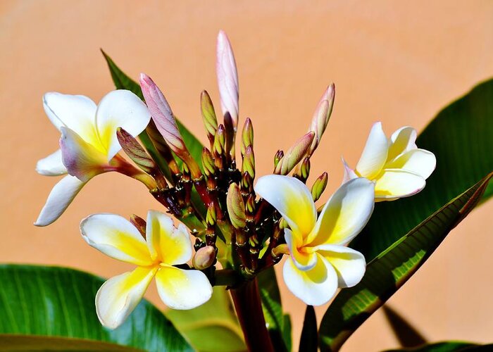 Close Up; Frangipani; Blossom; Sunlight; Tree; White; Yellow; Garden; Decorativ; Detail; Green; Background; Nature; Floral; Flower; Leafs; Greeting Card featuring the photograph Frangipani blossom #5 by Werner Lehmann