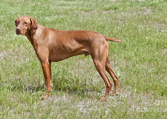 Nature Greeting Card featuring the photograph Hungarian Vizsla #5 by William H. Mullins