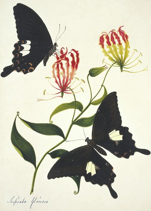 Gloriosa Superba Greeting Card featuring the photograph Indian Butterflies And Flowers #5 by Natural History Museum, London/science Photo Library
