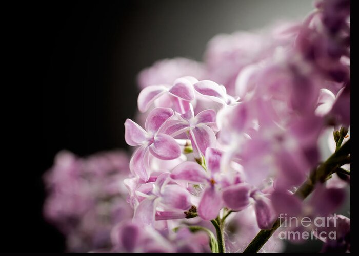 Floral Greeting Card featuring the photograph Lilac #5 by Kati Finell