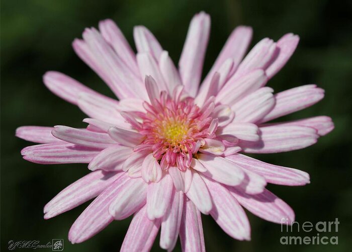 Mccombie Greeting Card featuring the photograph Marguerite Daisy named Double Pink #5 by J McCombie