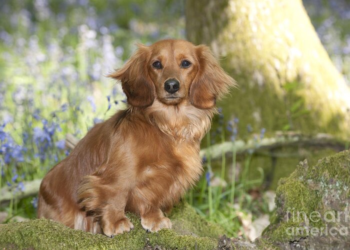 63+ Miniature Long Haired Dachshund Puppies For Sale