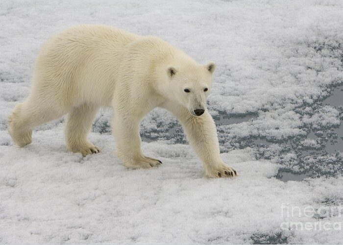 Polar Bear Greeting Card featuring the photograph Polar Bear Walking On Ice #5 by John Shaw