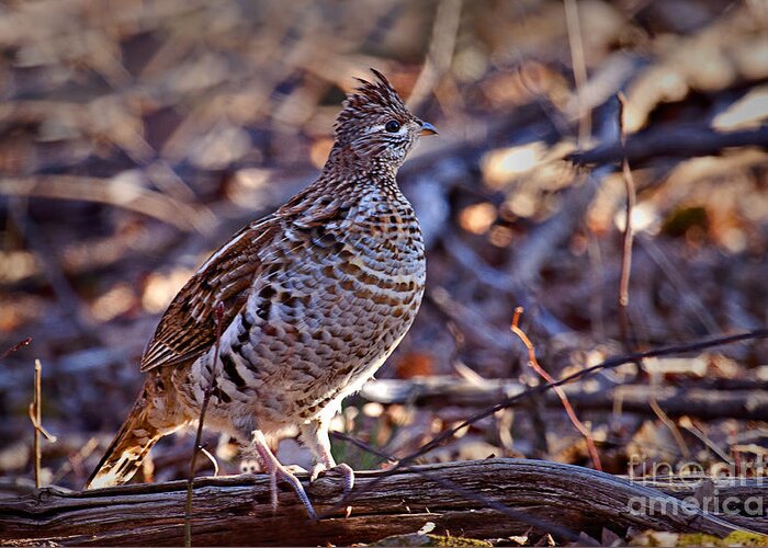 Bedford Greeting Card featuring the photograph Ruffed Grouse by Ronald Lutz