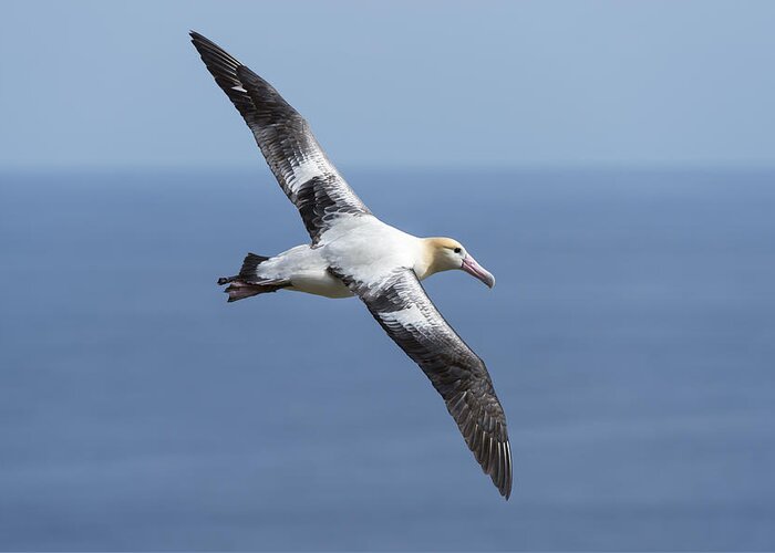 536915 Greeting Card featuring the photograph Short-tailed Albatross Flying Torishima #5 by Tui De Roy