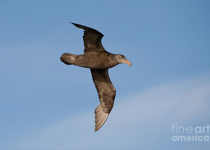 Southern Giant Petrel Greeting Card featuring the photograph Southern Giant Petrel #5 by John Shaw