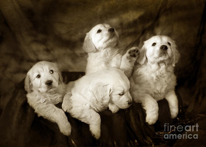 Dog Greeting Card featuring the photograph Vintage festive puppies #5 by Ang El