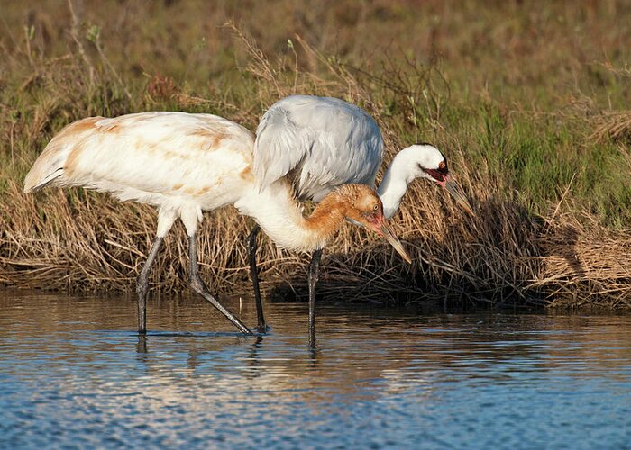 Adult Greeting Card featuring the photograph Whooping Crane (grus Americana #5 by Larry Ditto