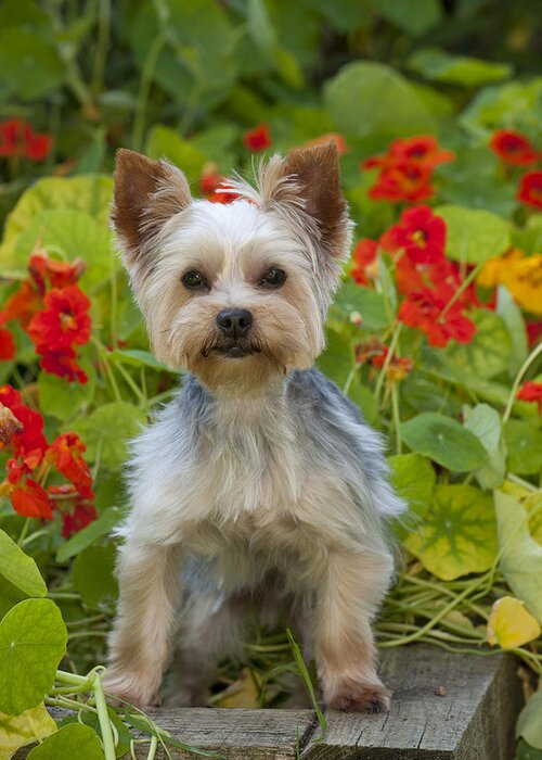 Dog Greeting Card featuring the photograph Yorkshire Terrier #5 by John Daniels