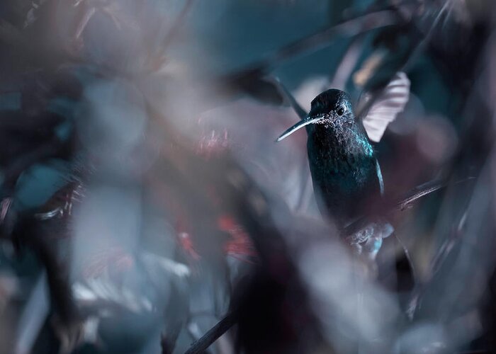 Bird Greeting Card featuring the photograph 50 Hz by Fabien Bravin