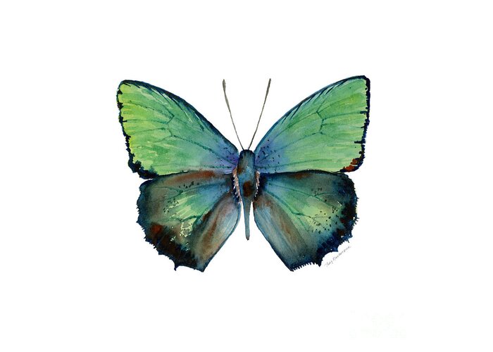 Arhopala Greeting Card featuring the painting 52 Arhopala Aurea Butterfly by Amy Kirkpatrick
