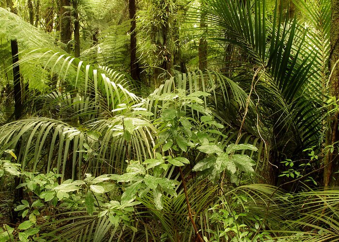 Forest Greeting Card featuring the photograph Jungle 4 #1 by Les Cunliffe