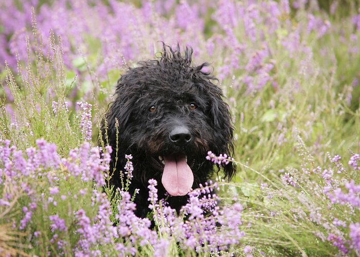 Dog Greeting Card featuring the photograph Black Labradoodle #6 by John Daniels