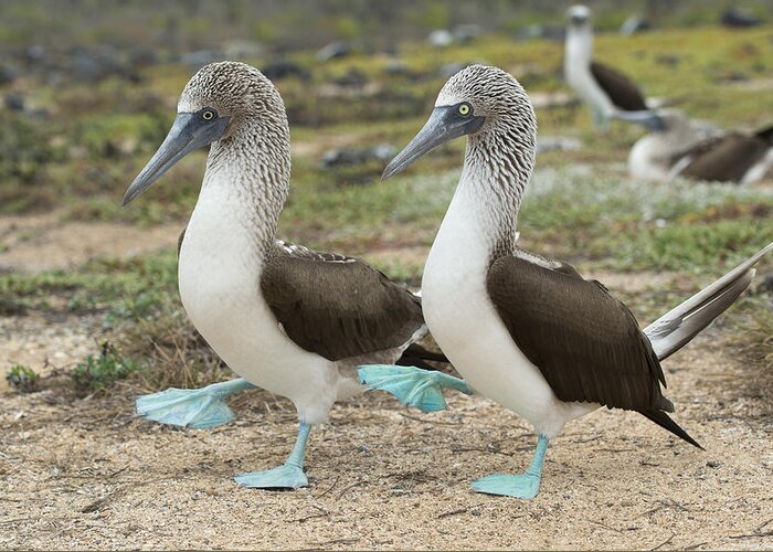 531698 Greeting Card featuring the photograph Blue-footed Booby Pair Courting by Tui De Roy