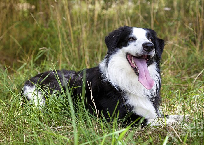 Dog Greeting Card featuring the photograph Border Collie in the nature #6 by Gina Koch