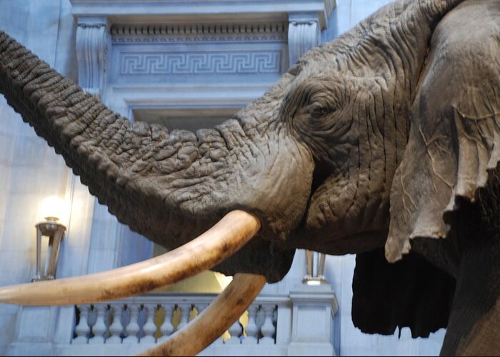 Bull Elephant Greeting Card featuring the photograph Bull Elephant in Natural History Rotunda by Kenny Glover