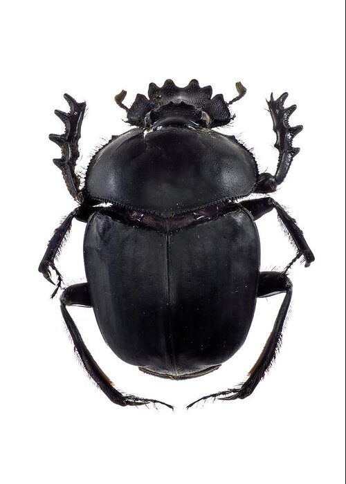 1 Greeting Card featuring the photograph Dung Beetle #6 by F. Martinez Clavel