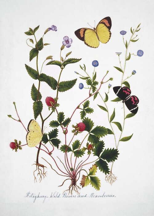 Strawberry Greeting Card featuring the photograph Indian Butterflies And Flowers #6 by Natural History Museum, London/science Photo Library