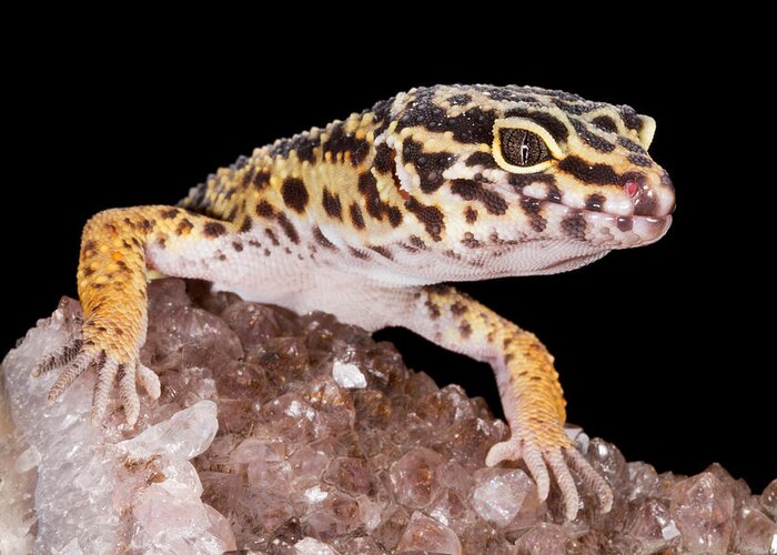 Common Leopard Gecko Greeting Card featuring the photograph Leopard Gecko Eublepharis Macularius #6 by David Kenny
