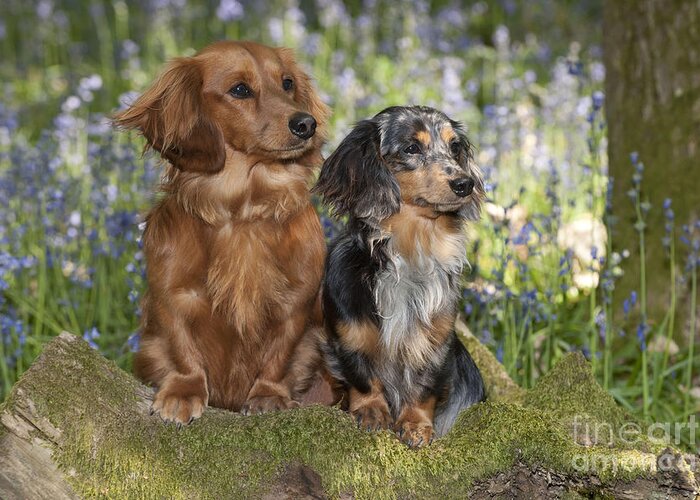 Dachshund Greeting Card featuring the photograph Miniature Long-haired Dachshunds #5 by John Daniels