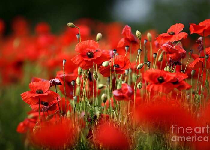 Poppy Greeting Card featuring the photograph Poppy Dream by Nailia Schwarz