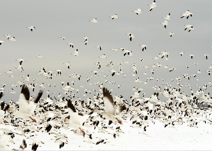 North America Greeting Card featuring the photograph Snow Geese Migration #6 by Jim Corwin