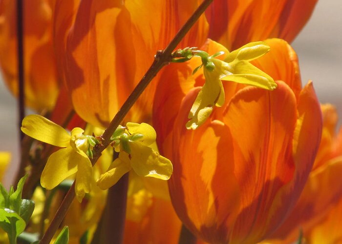 Spring Color Greeting Card featuring the photograph Spring Color #6 by Alfred Ng