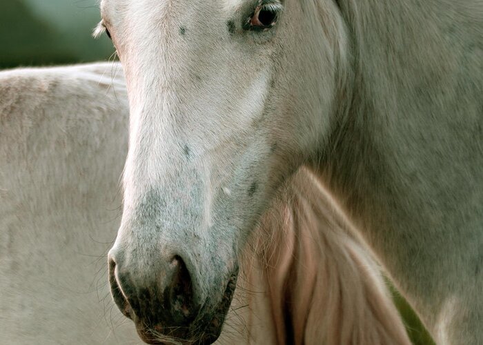 Horse Greeting Card featuring the photograph White Horse #6 by Ang El