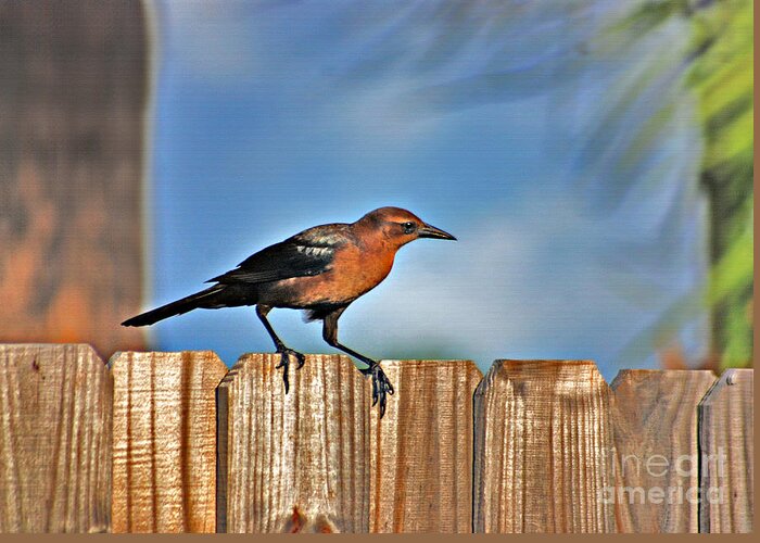 Grackle Greeting Card featuring the photograph 63- Grackle by Joseph Keane