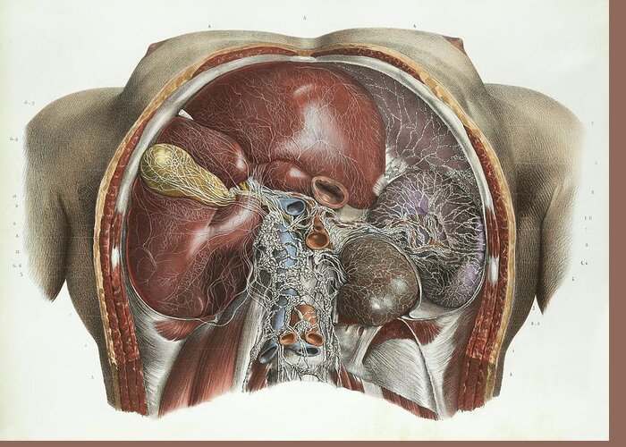 Human Body Greeting Card featuring the photograph Abdominal Anatomy #7 by Science Photo Library