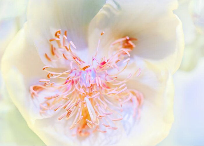 Art Greeting Card featuring the photograph Abstract flower #7 by U Schade