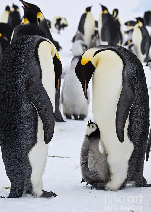 Emperor Penguin Greeting Card featuring the photograph Emperor Penguins With Chick On Feet #7 by Greg Dimijian