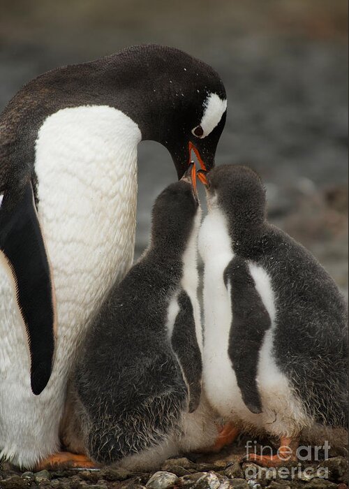Penguin Greeting Card featuring the photograph Gentoo Penguin With Young #7 by John Shaw