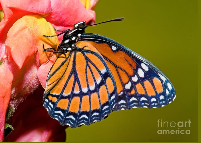 Viceroy Butterfly Greeting Card featuring the photograph Viceroy Butterfly #8 by Millard H Sharp