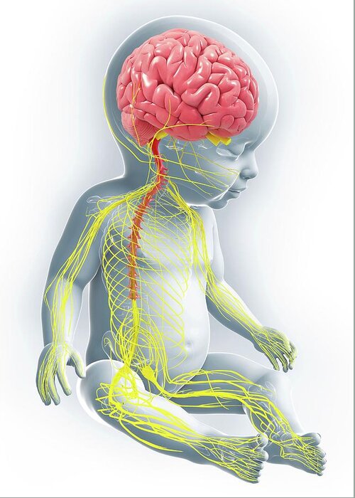 Artwork Greeting Card featuring the photograph Baby's Nervous System #72 by Pixologicstudio