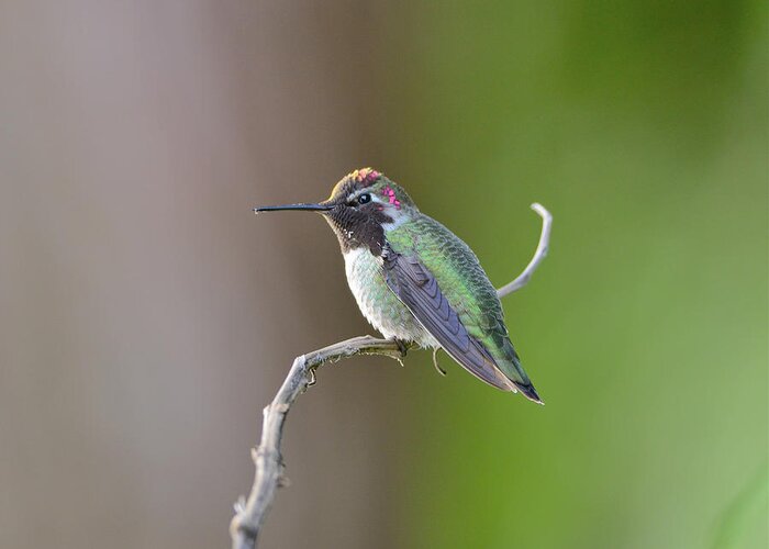 Anna's Hummingbird Greeting Card featuring the photograph Anna's Hummingbird #8 by Kathy King